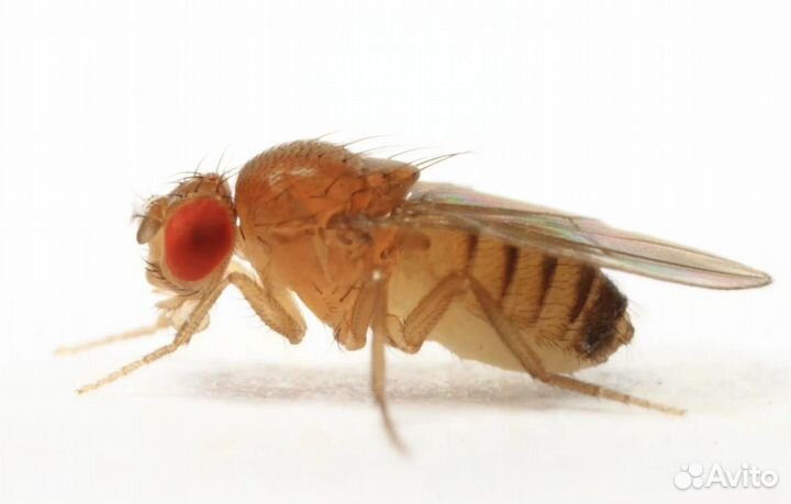 Муха дрозофила