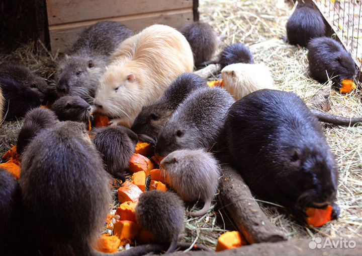 Щенки нутрий разного окраса