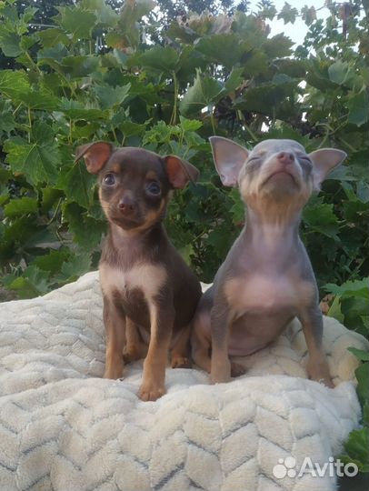 Веселая компания