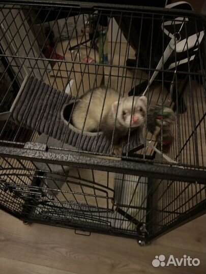 Хорек мальчик