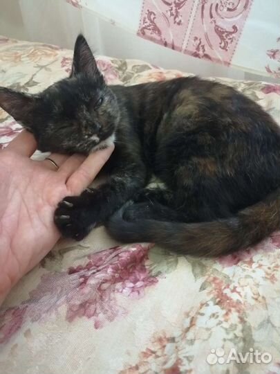 Кошка в дар бесплатно