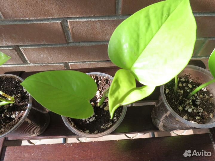 Сциндапсус эпипремнум