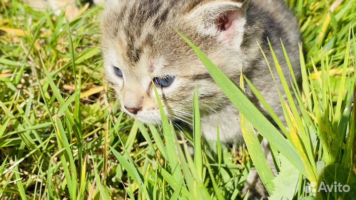 Комочки счастья (Котята)
