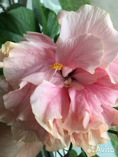 Гибискус черенки на срез