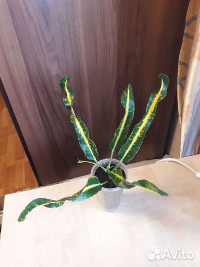 Кротон red banan