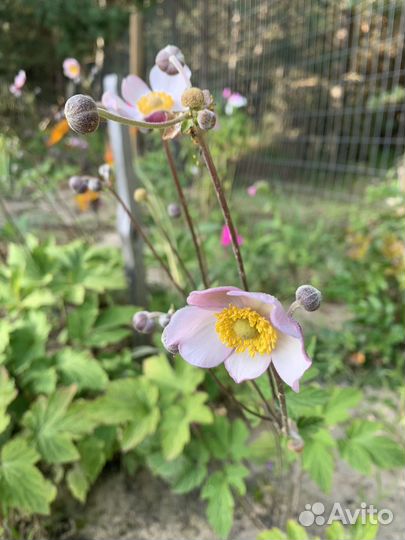 Саженцы многолетних цветов