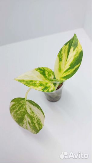 Эпипремнумы (сциндапсусы)