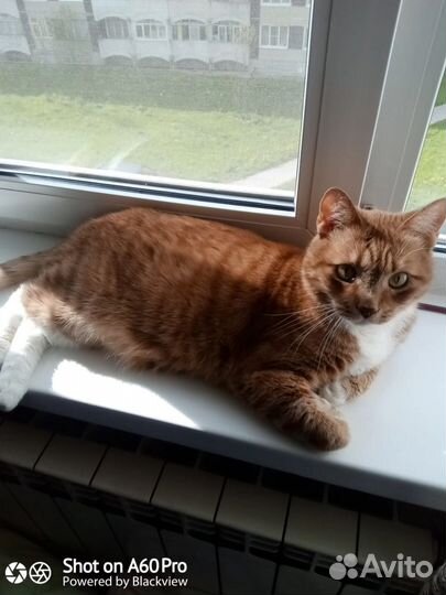 Отдам кота в добрые руки