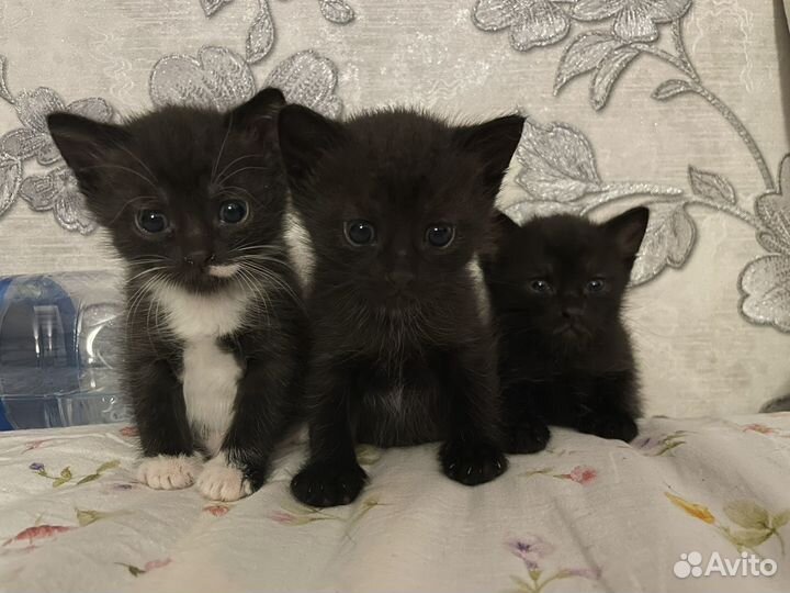 Малыши ищут дом