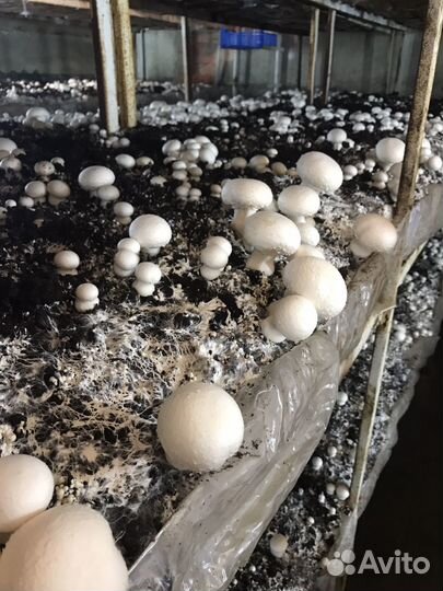 Шампиньоны свежие