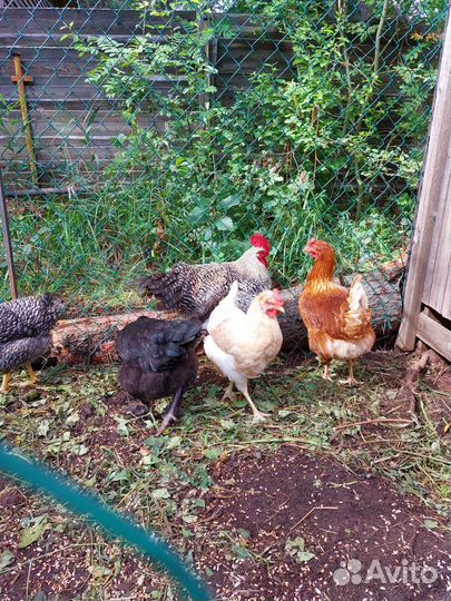 Куры несушки