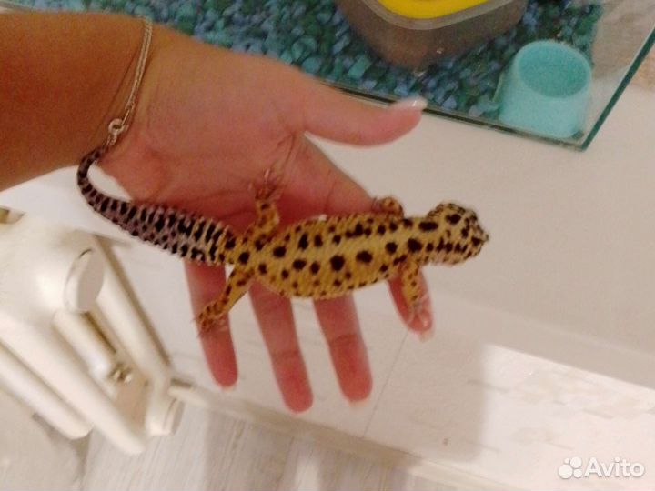 Эублефары с террариумом