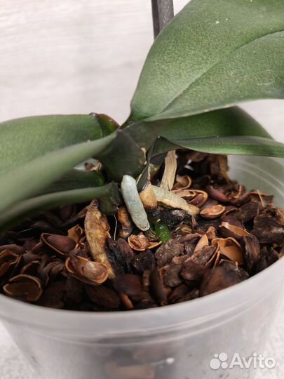 Орхидея фаленопсис Зоя (Galaxy), Melody, Персик