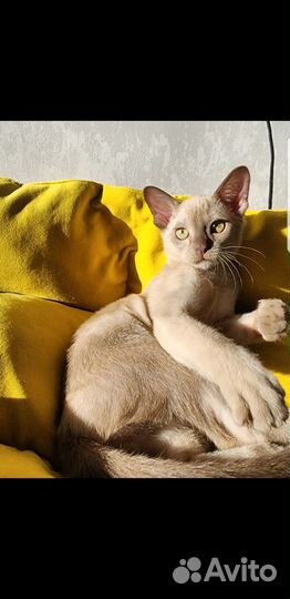 Бурманская