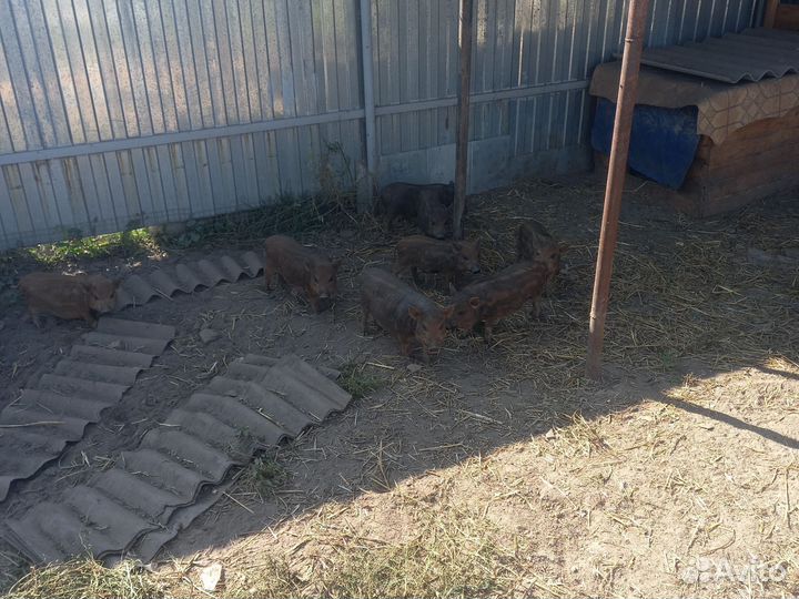 Вьетнамские поросята