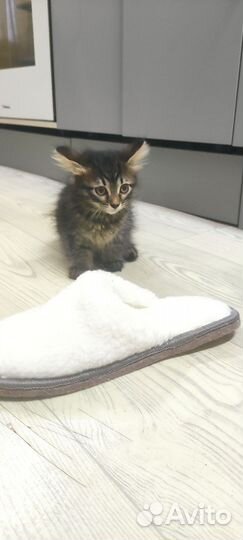 Кошечка в добрые руки