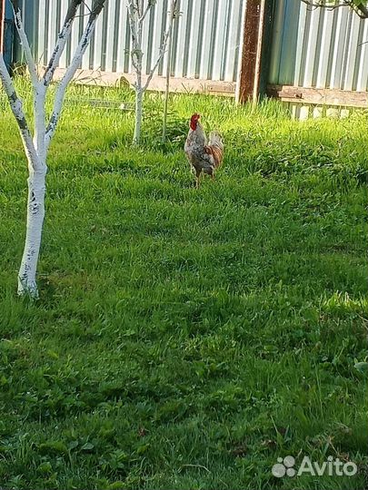 Молодые петушки