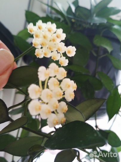 Хойи разные