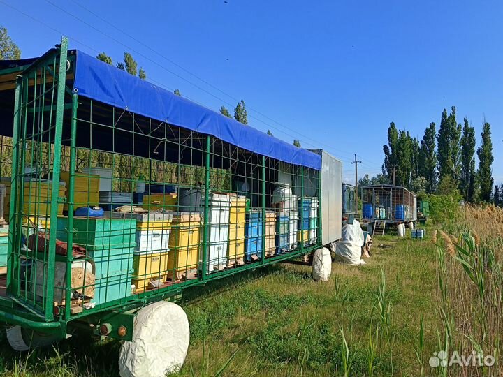 Продаëтся пасека