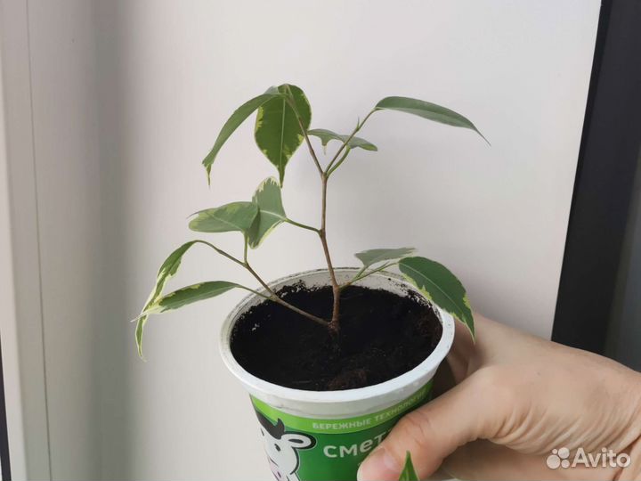 Фикус бенджамина