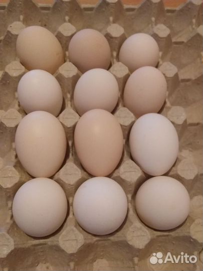 Инкубационное яйцо Барковская барвистая