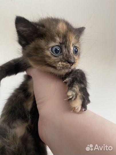 Котята в добрые руки 1 месяц