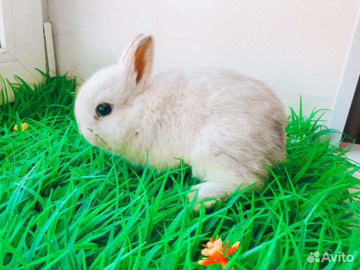 Мини карликовый кролик