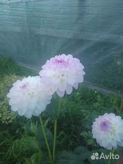 Корни георгин