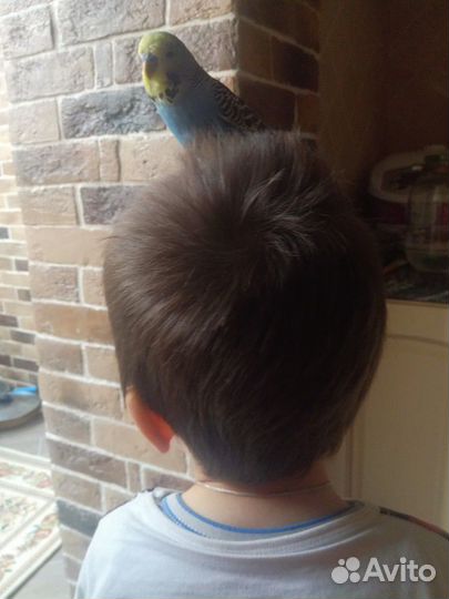 Попугаи:Волнистые, чехи, кореллы,неразлучники