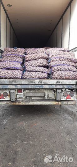 Продаю семенной картофель