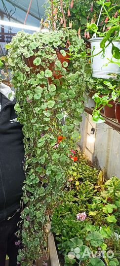 Будра плющевидная