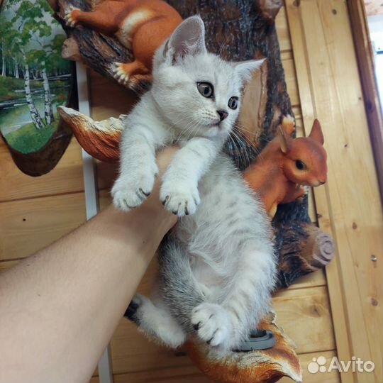 Шотландский котенок Скоттиш Страйт мальчик