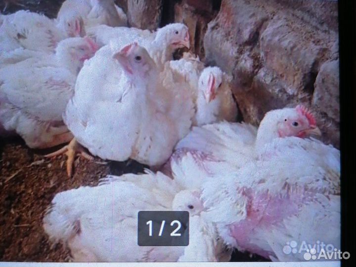 Мясо домашнего бройлера