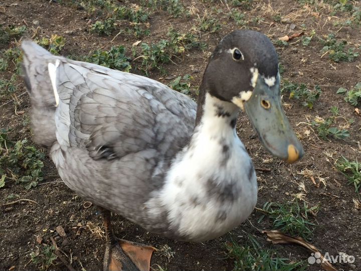 Уточки голубой фаворит