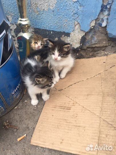 Котики бесплатно в добрые руки