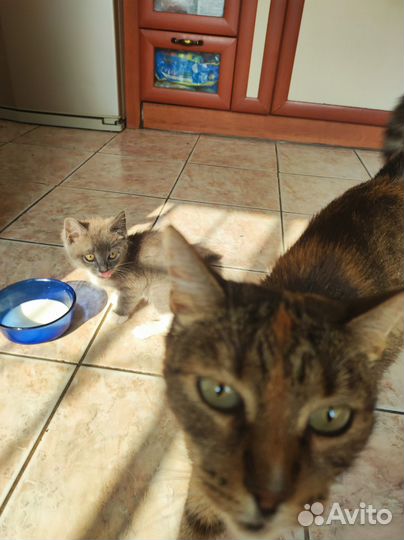 Кот Дворянин Лев