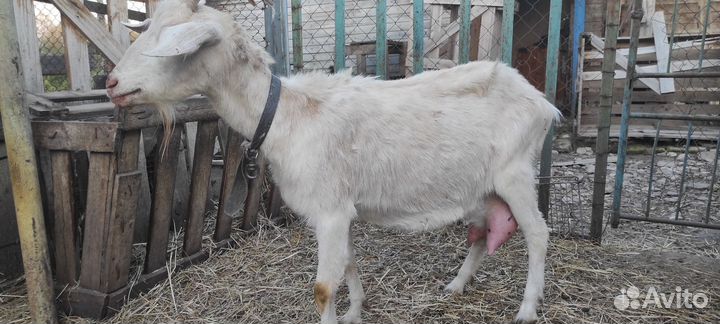 Козы дойные молочные