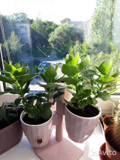 Алоэ Каланхоэ Толстянка