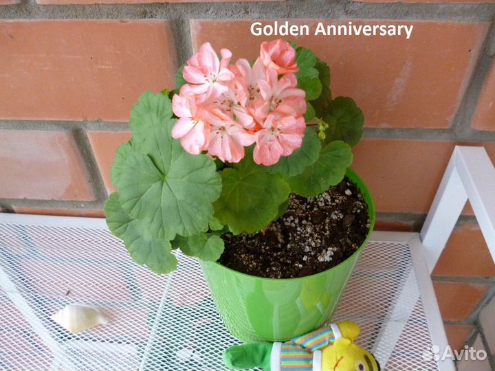 Пеларгония Golden Anniversary