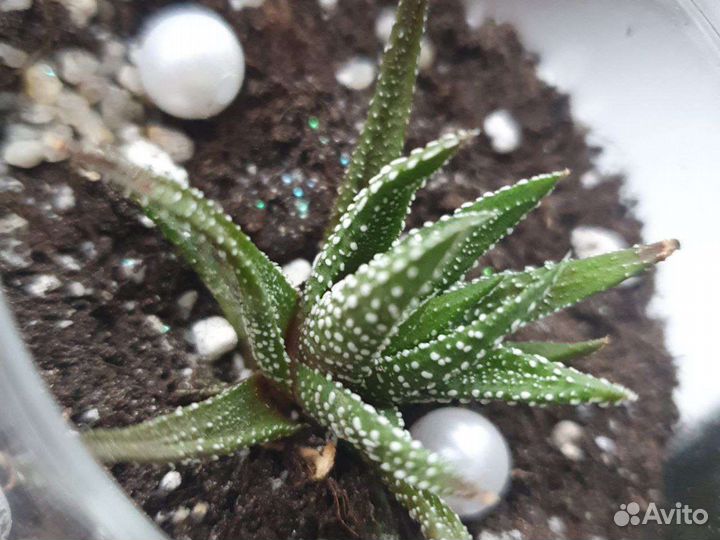 Комнатные растения