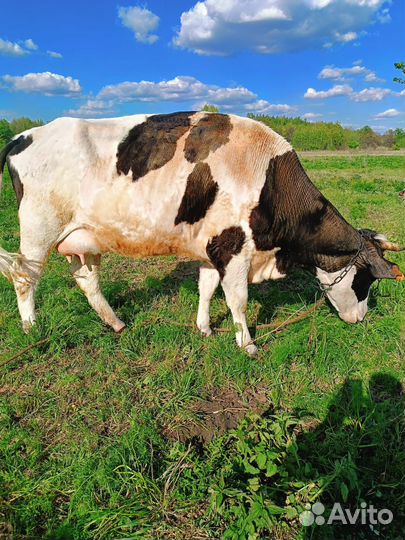 Корова дойная с теленком