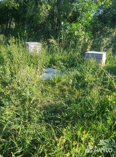 Продам пчелосемьи