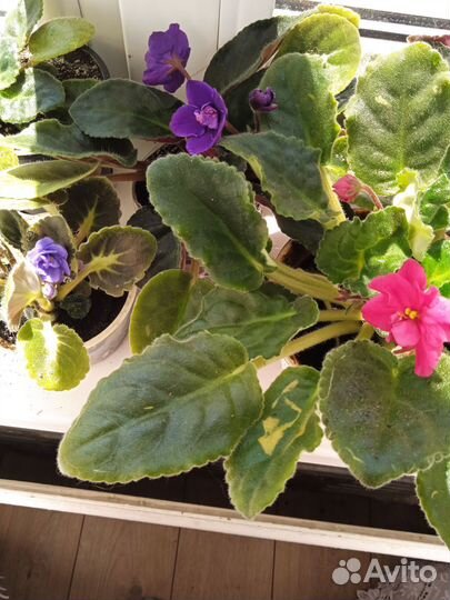 Фиалки разного цвета