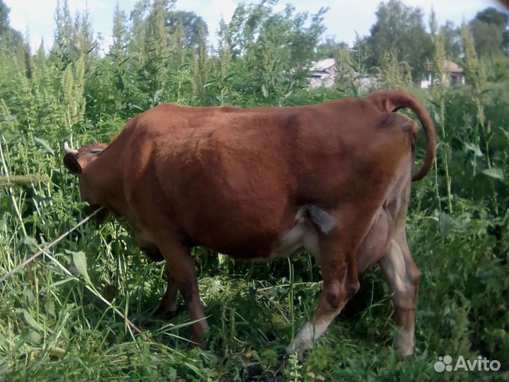 Хочу продать кому нибудь на корову или на мясо