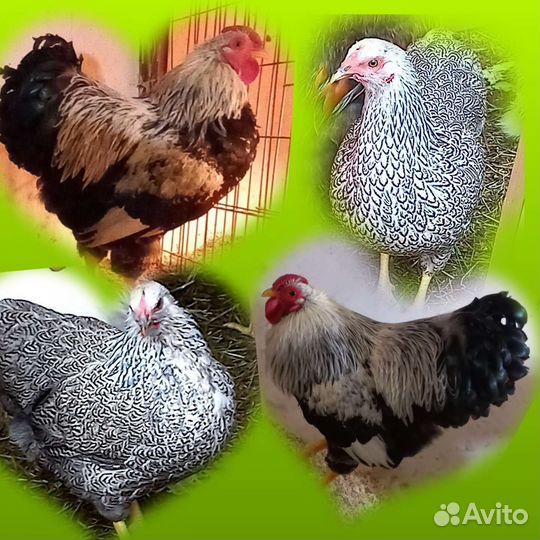 Цыплята виандот