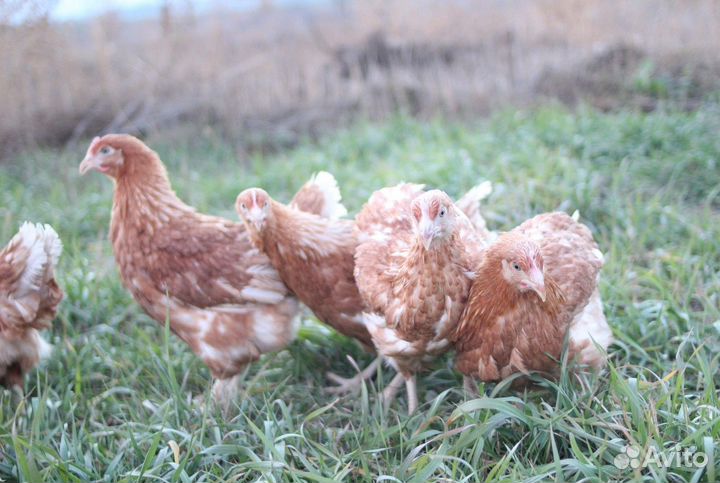 Курочки несушки