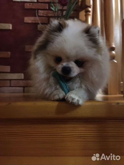 Померанский шпиц мини