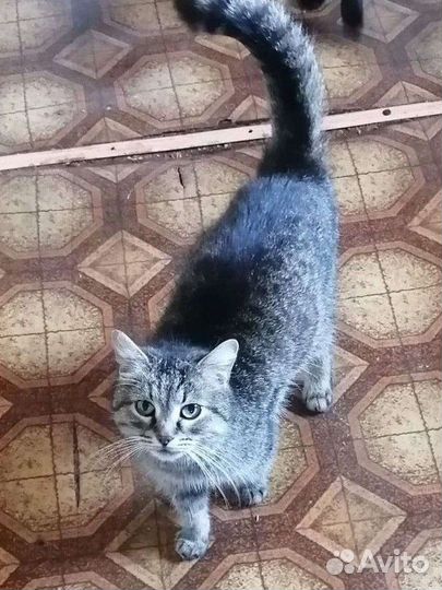 Ласковая кошка в добрые руки