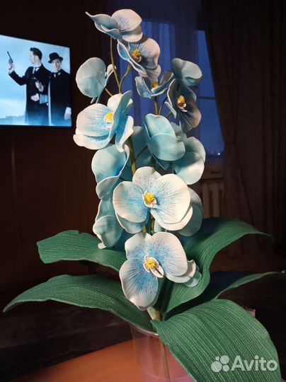 Орхидея дендробиум