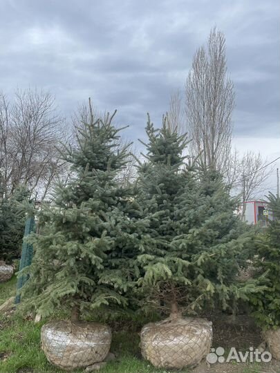 Ель Голубая Глаука